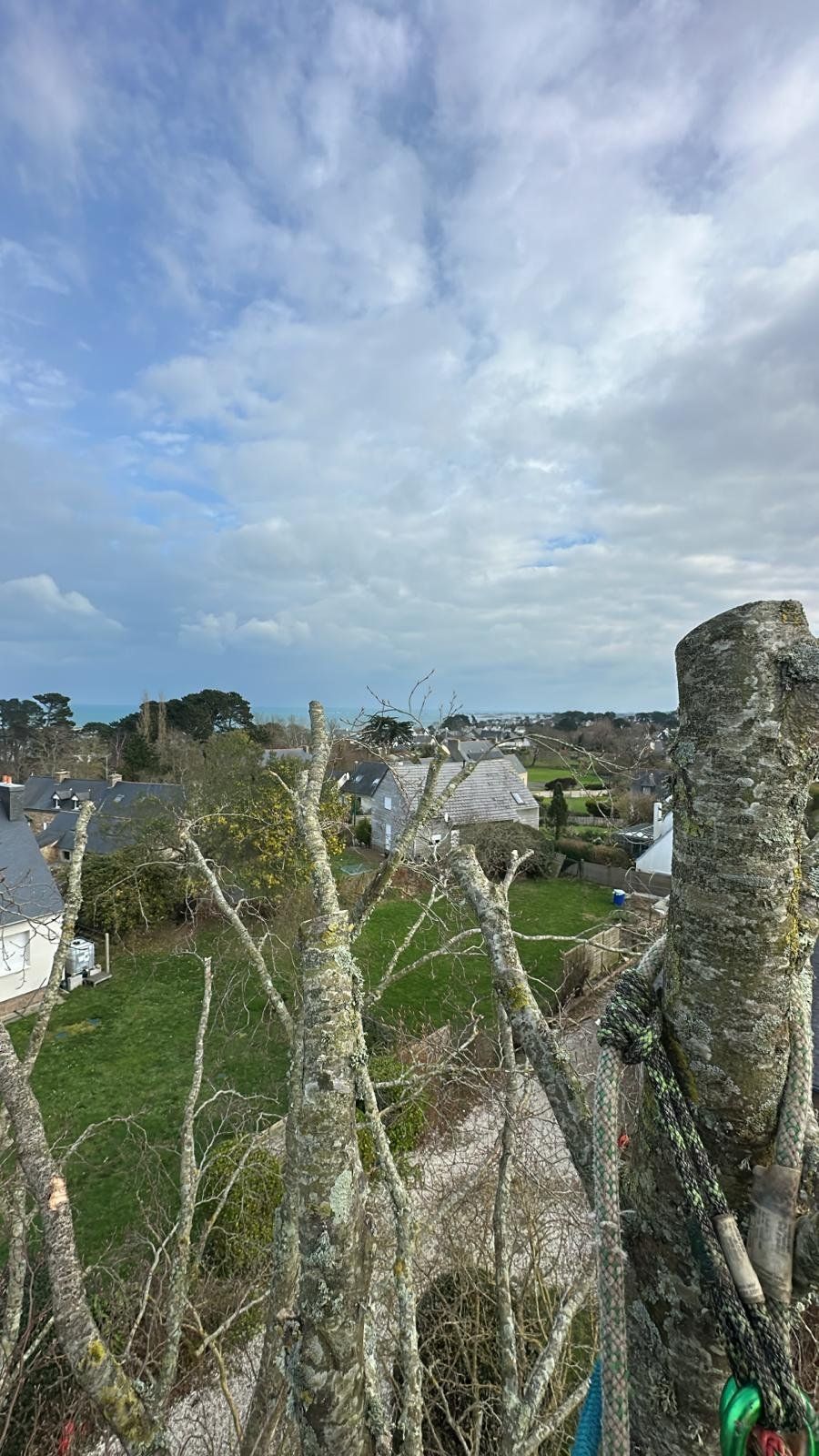 Arbre de charme avant élagage – chantier à Vannes